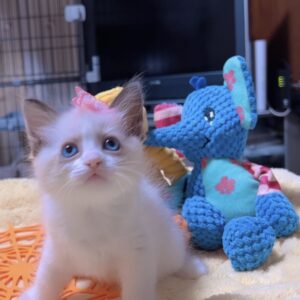 ラグドールの子猫 (女の子) 販売中