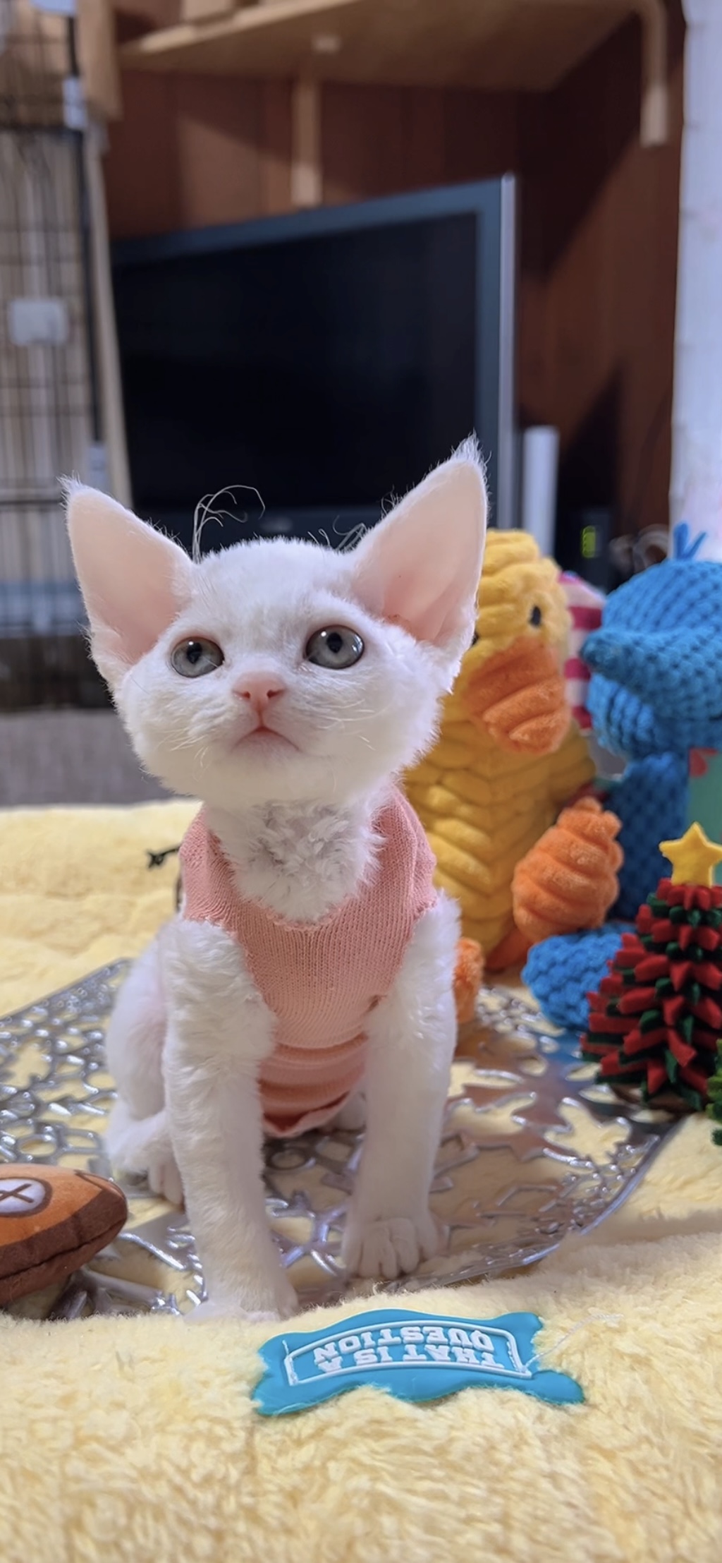 デボンレックスの子猫 （女の子）販売中 | 子犬販売｜子猫販売｜大富