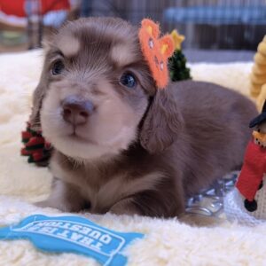 ﾐﾆﾁｭｱﾀﾞｯｸｽｰｰ（女の子）販売終了