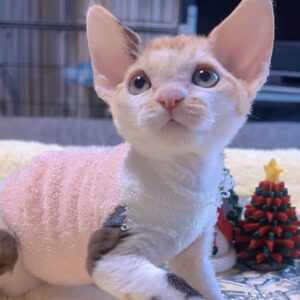 デボンレックスの子猫(女の子) 販売終了