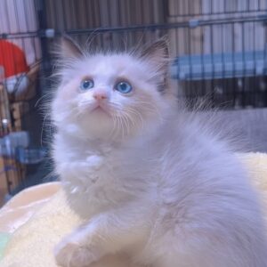 ラグドールの子猫 (女の子) 販売終了