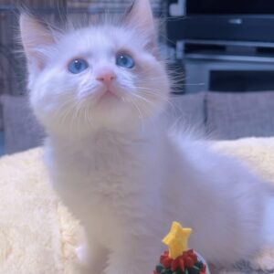 ラグドールの子猫 (男の子) 販売終了