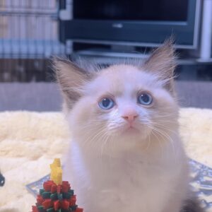 ラグドールの子猫 (男の子) 販売終了