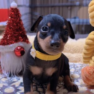 ミニチュアピンシャーー(男の子) 販売中