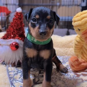 ミニチュアピンシャーー(男の子) 販売中