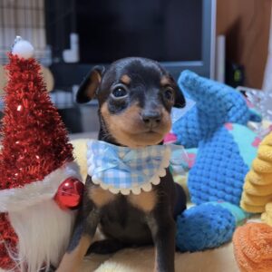 ミニチュアピンシャーー(女の子) 販売中