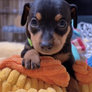 ミニチュアピンシャーー(男の子) 販売中