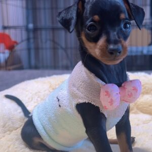 ミニチュアピンシャーー(女の子) 販売中