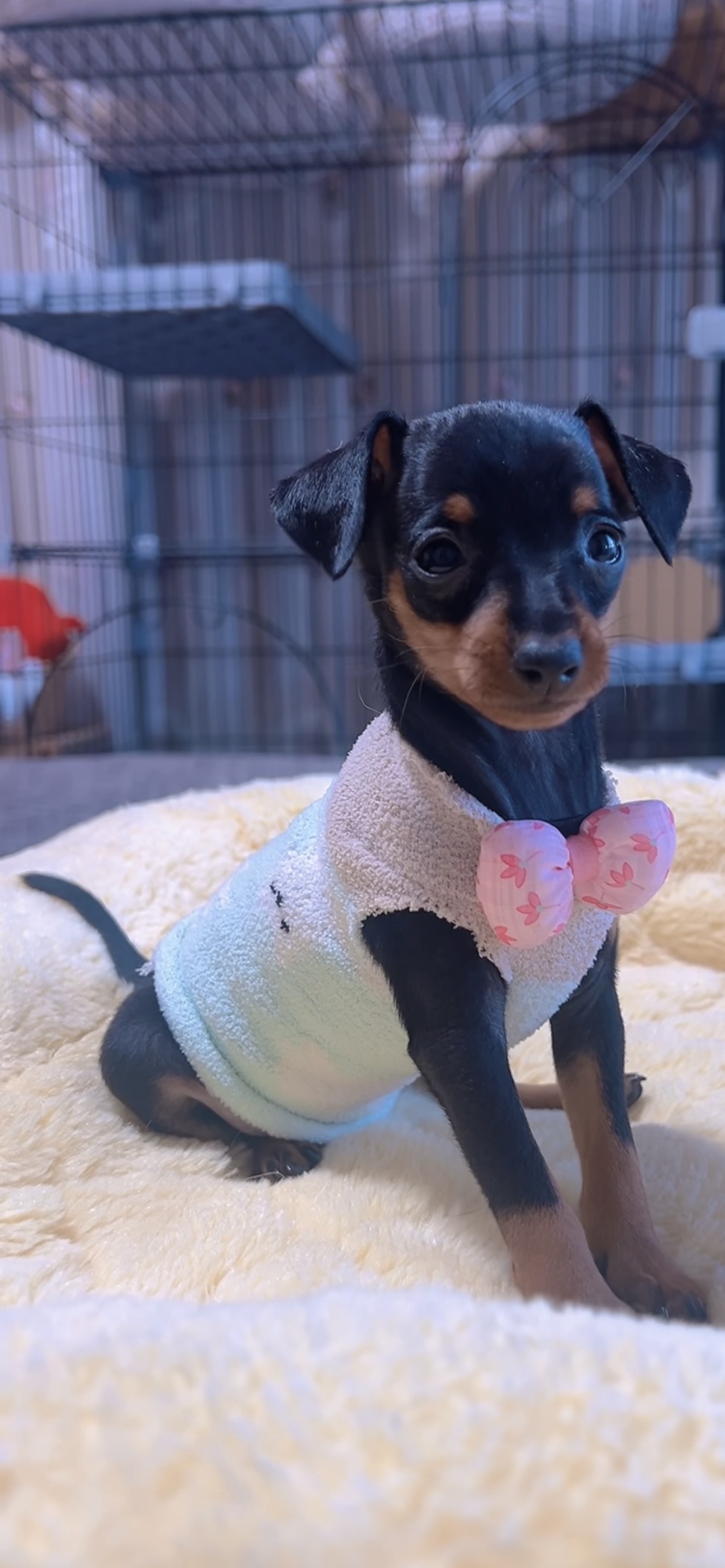 ミニチュアピンシャーー(女の子) 販売終了