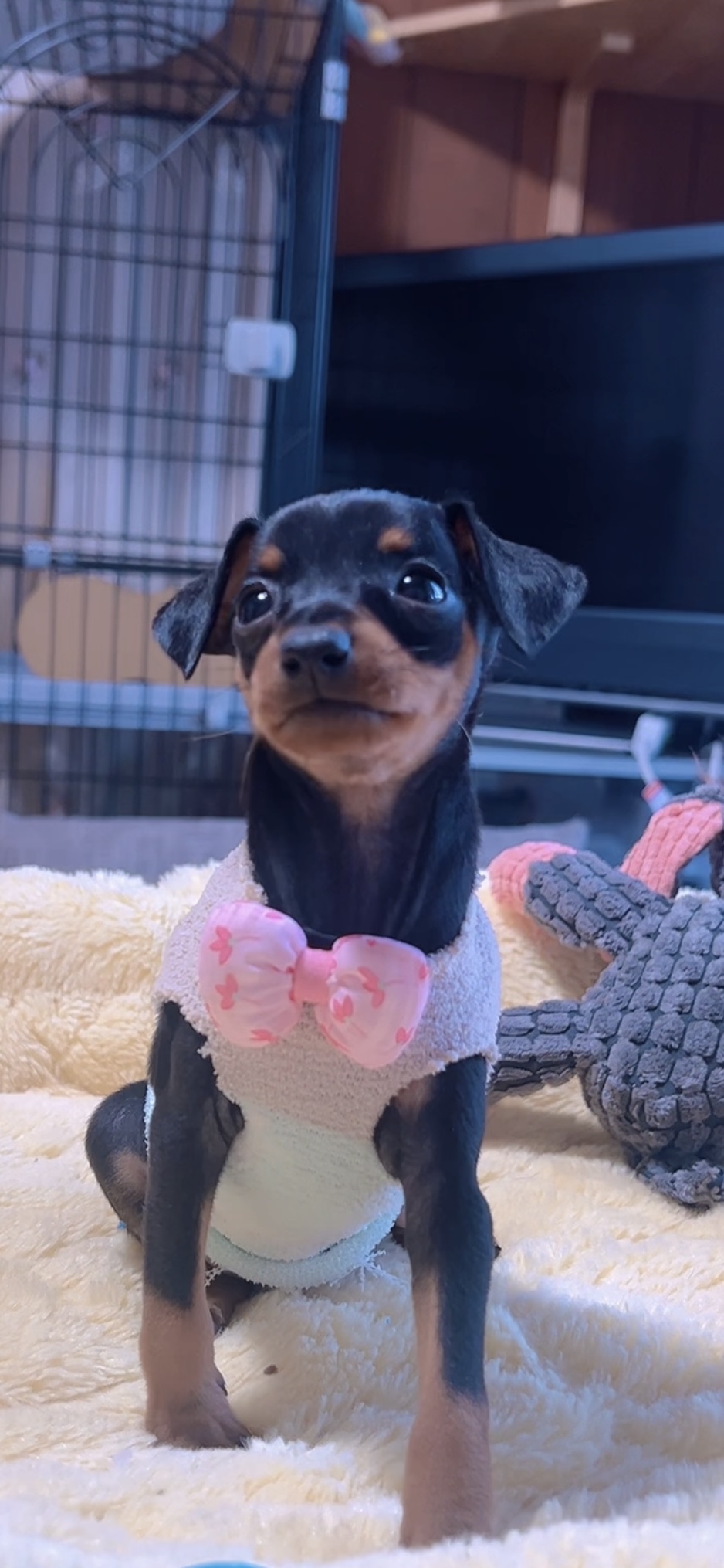 ミニチュアピンシャーー(女の子) 販売終了 - 画像 (7)