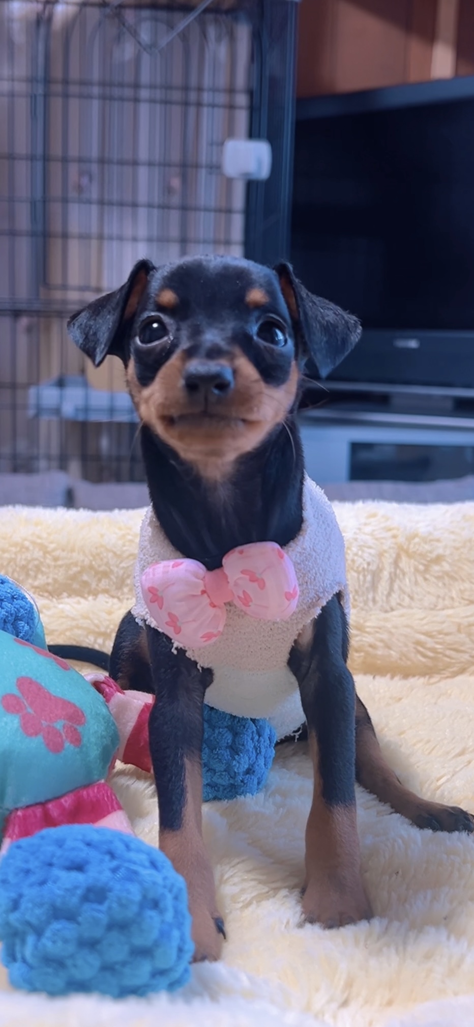 ミニチュアピンシャーー(女の子) 販売終了 - 画像 (5)