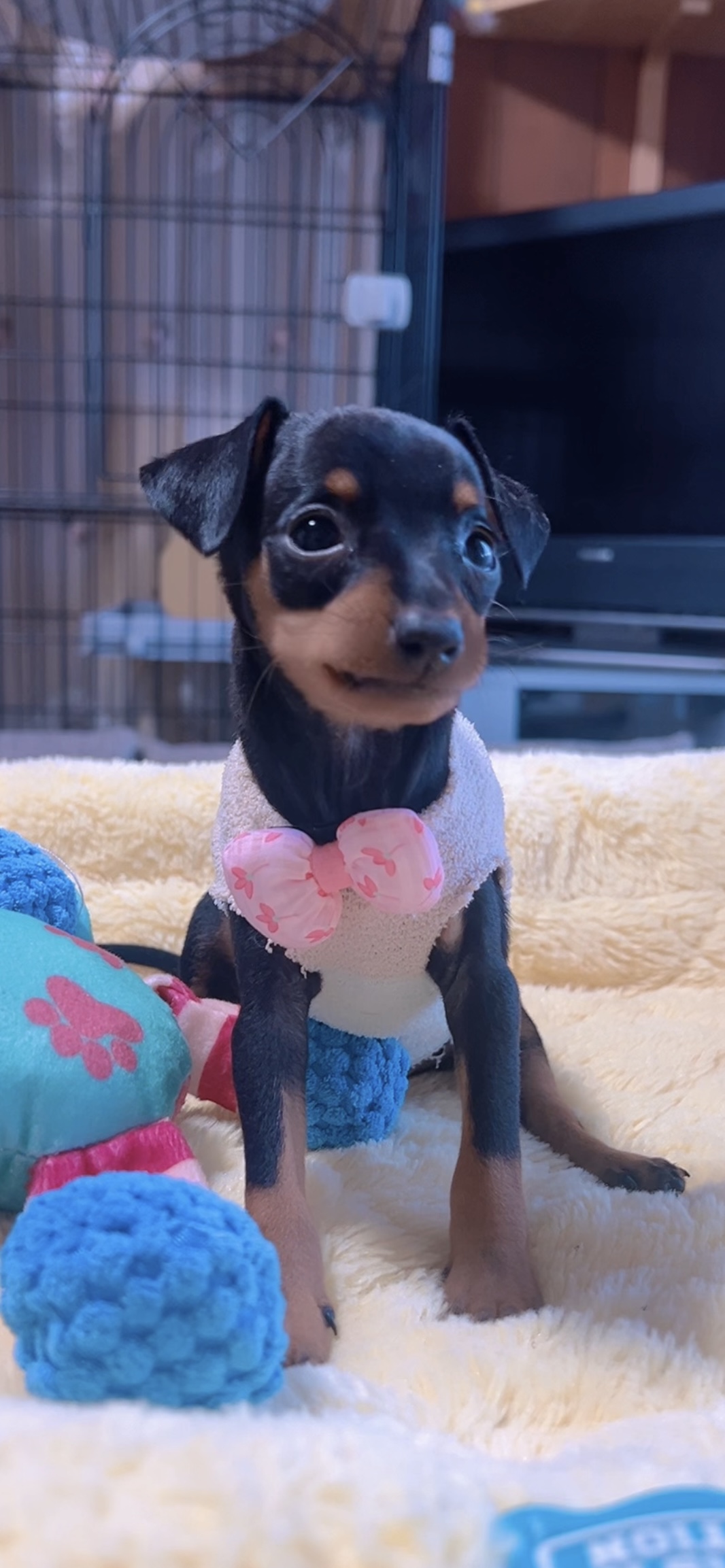 ミニチュアピンシャーー(女の子) 販売終了 - 画像 (6)