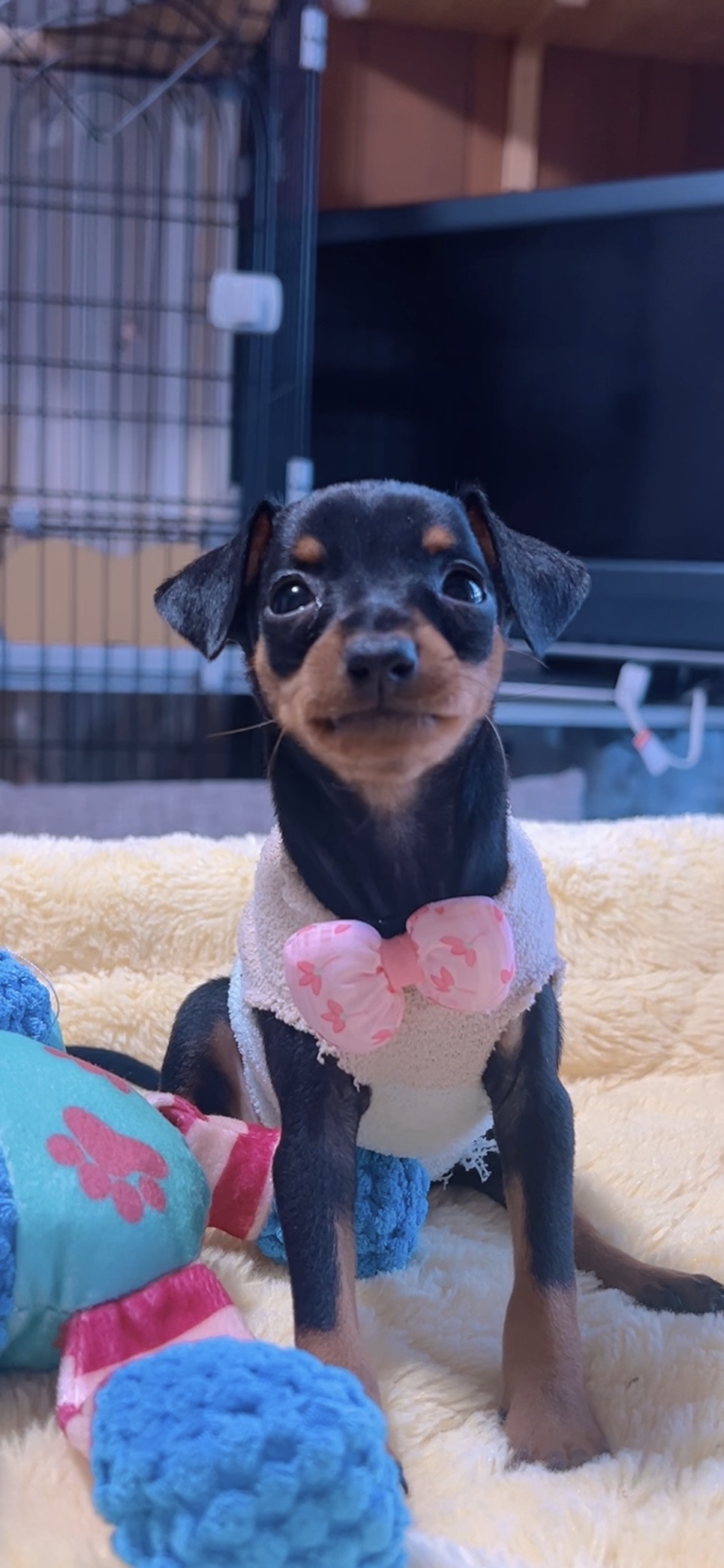 ミニチュアピンシャーー(女の子) 販売終了 - 画像 (4)