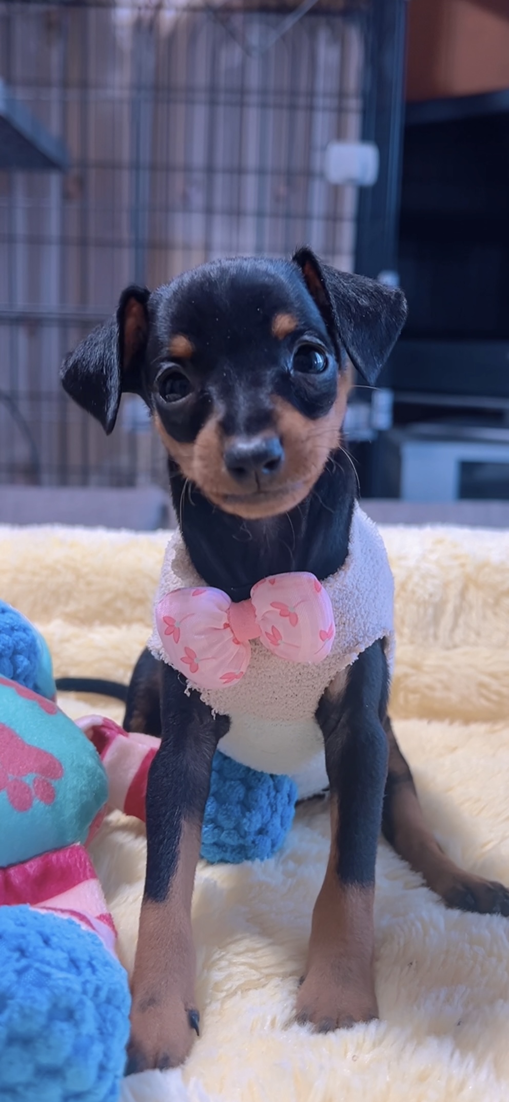 ミニチュアピンシャーー(女の子) 販売終了 - 画像 (2)