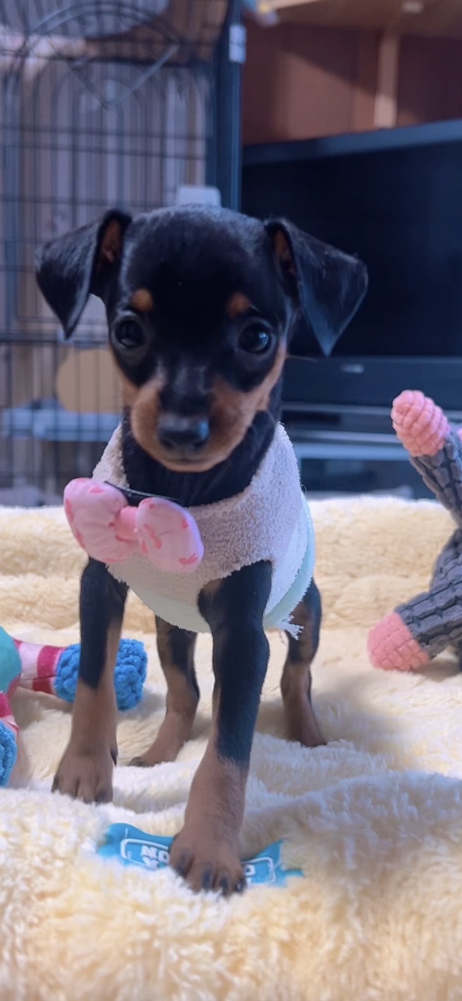 ミニチュアピンシャーー(女の子) 販売終了 - 画像 (3)