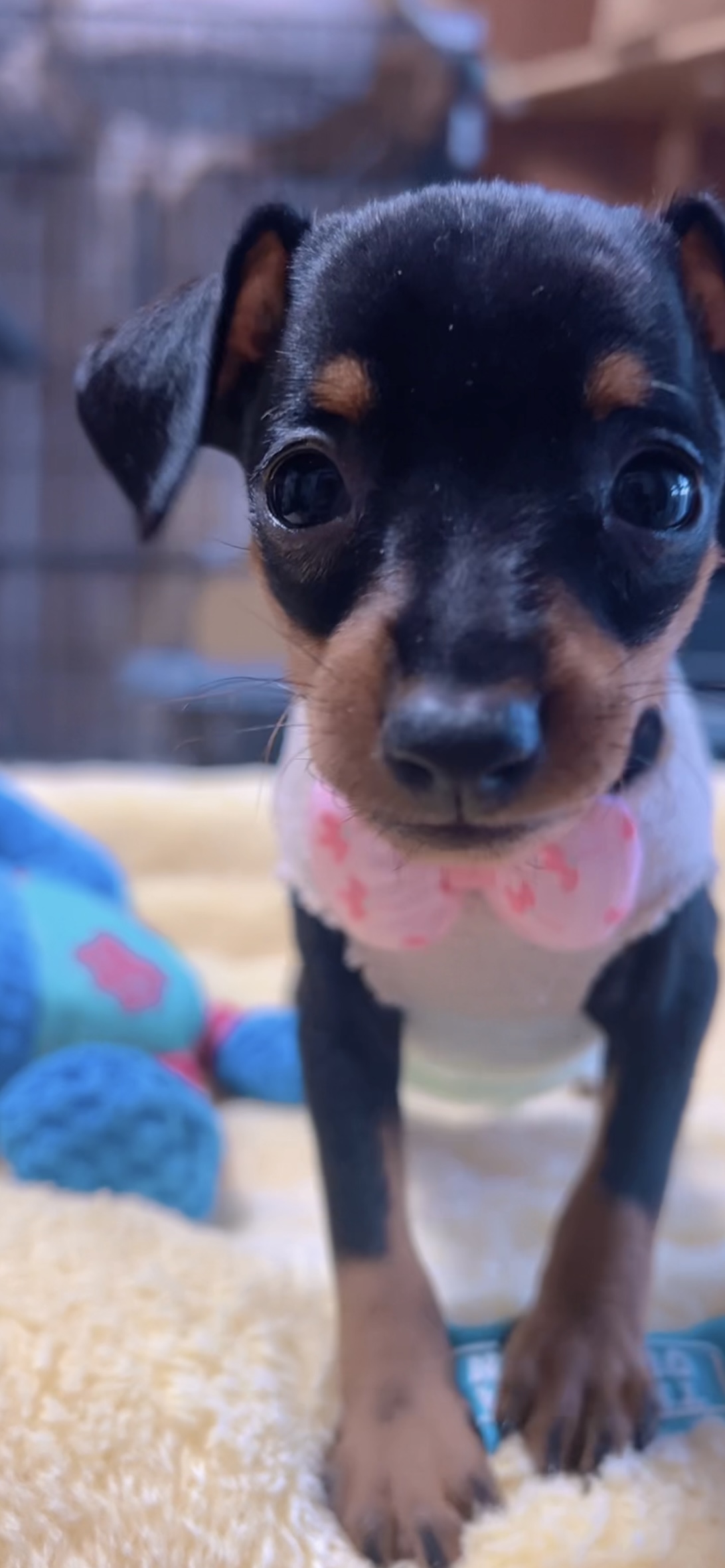 ミニチュアピンシャーー(女の子) 販売終了 - 画像 (8)