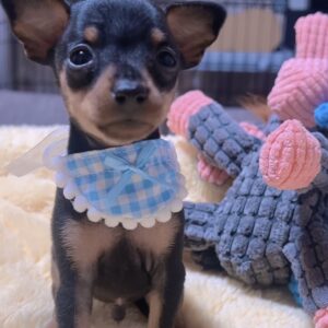 ミニチュアピンシャーー(男の子) 販売終了