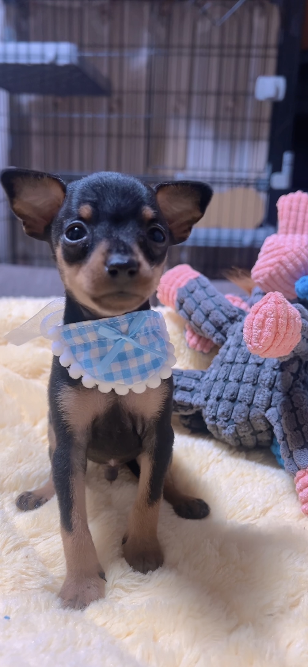 ミニチュアピンシャーー(男の子) 販売終了