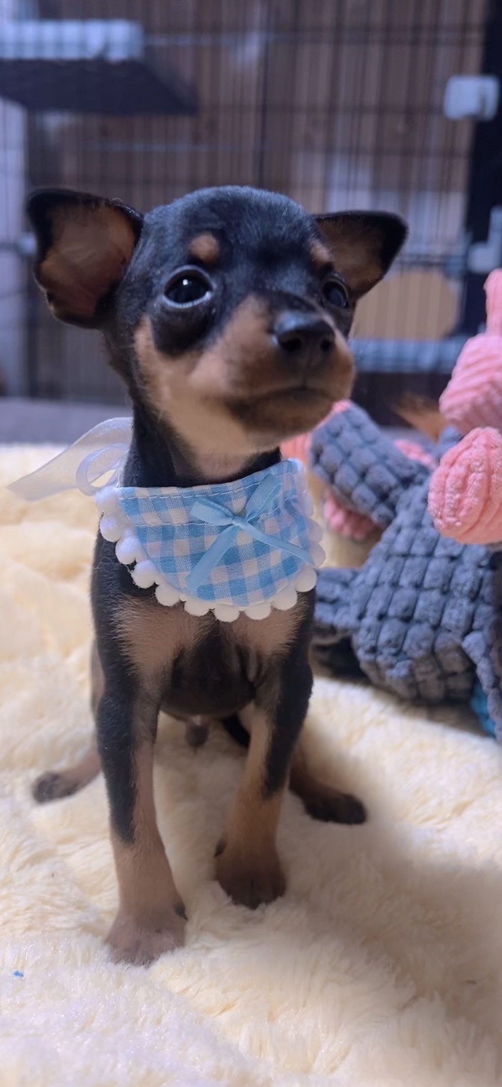 ミニチュアピンシャーー(男の子) 販売終了 - 画像 (3)