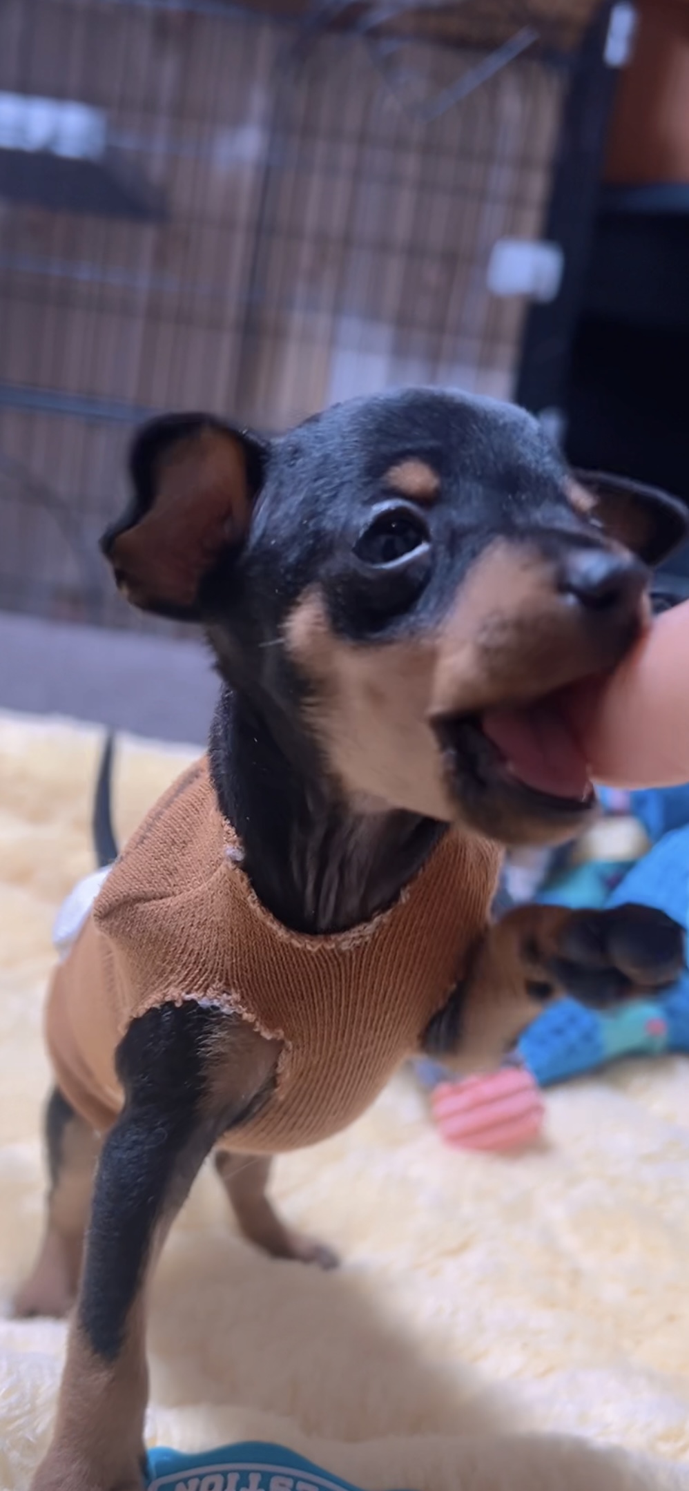 ミニチュアピンシャーー(男の子) 販売終了 - 画像 (5)