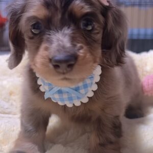 ﾐﾆﾁｭｱﾀﾞｯｸｽｰｰ（男の子）販売中