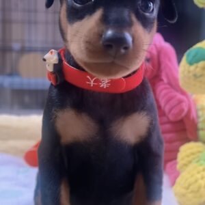 ﾐﾆﾁｭｱﾋﾟﾝｼｬｰｰ（女の子） 販売中