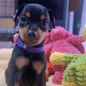 ﾐﾆﾁｭｱﾋﾟﾝｼｬｰｰ（女の子） 販売中