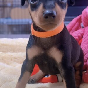 ﾐﾆﾁｭｱﾋﾟﾝｼｬｰｰ（男の子） 販売中