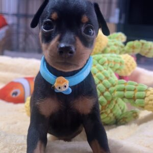 ﾐﾆﾁｭｱﾋﾟﾝｼｬｰｰ（女の子） 商談中