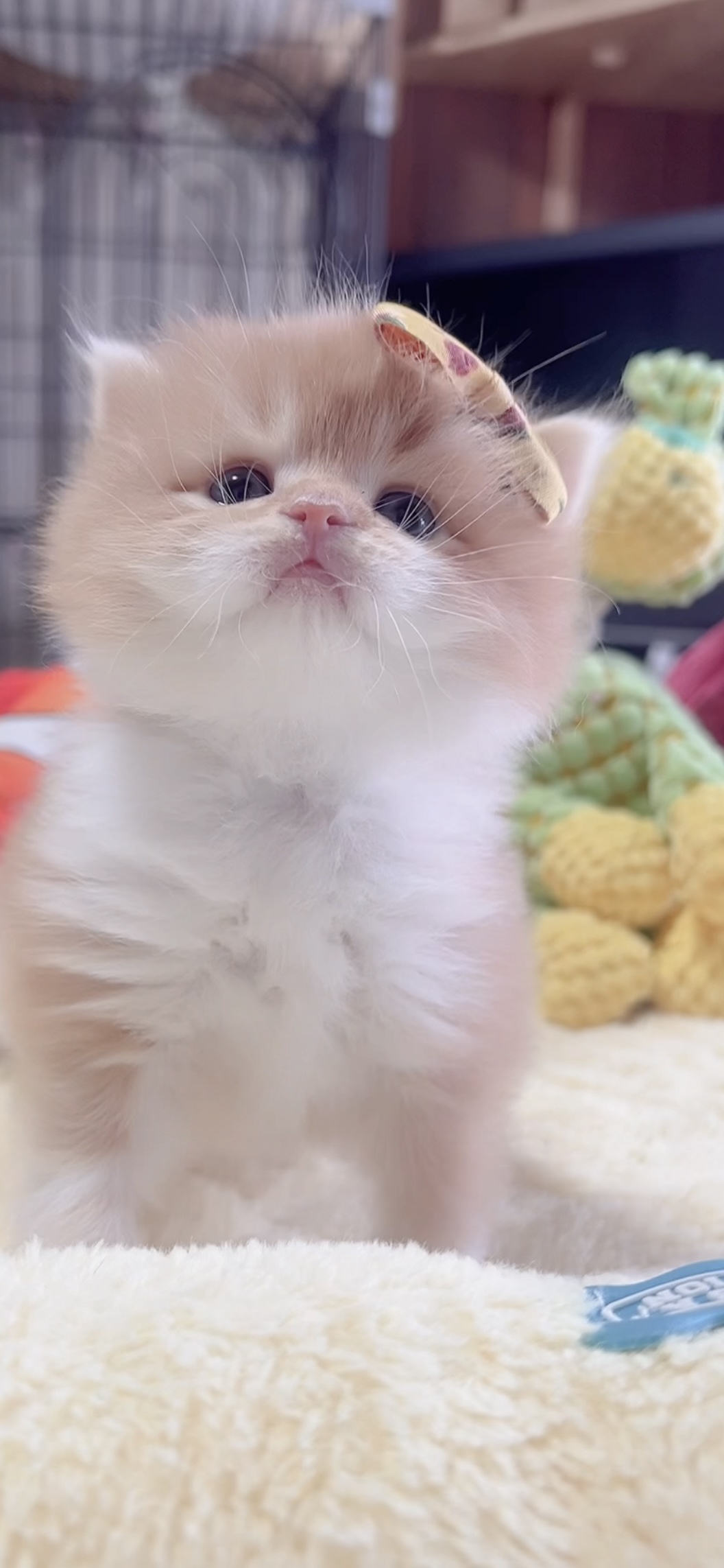 スコティッシュフォールド(立ち耳)の子猫 販売中 - 画像 (5)