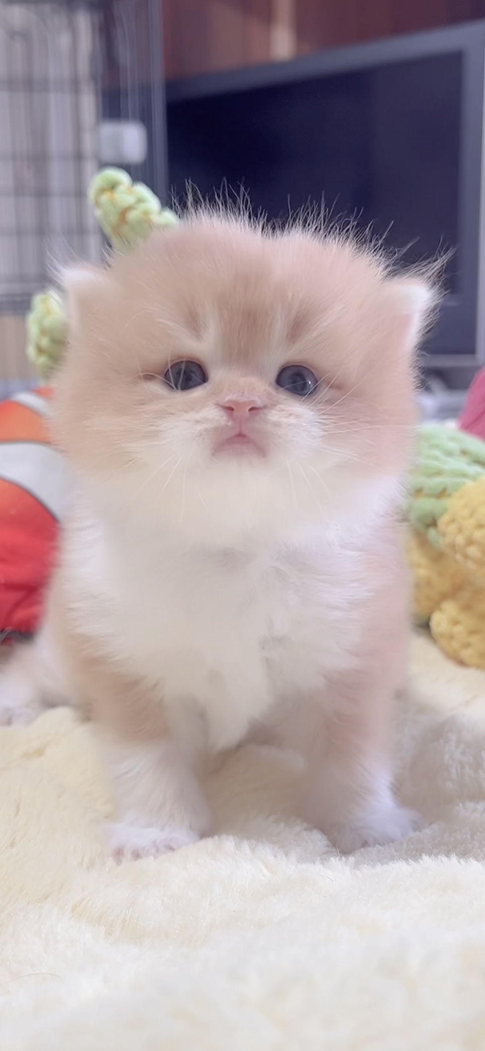 スコティッシュフォールド(立ち耳)の子猫 販売中