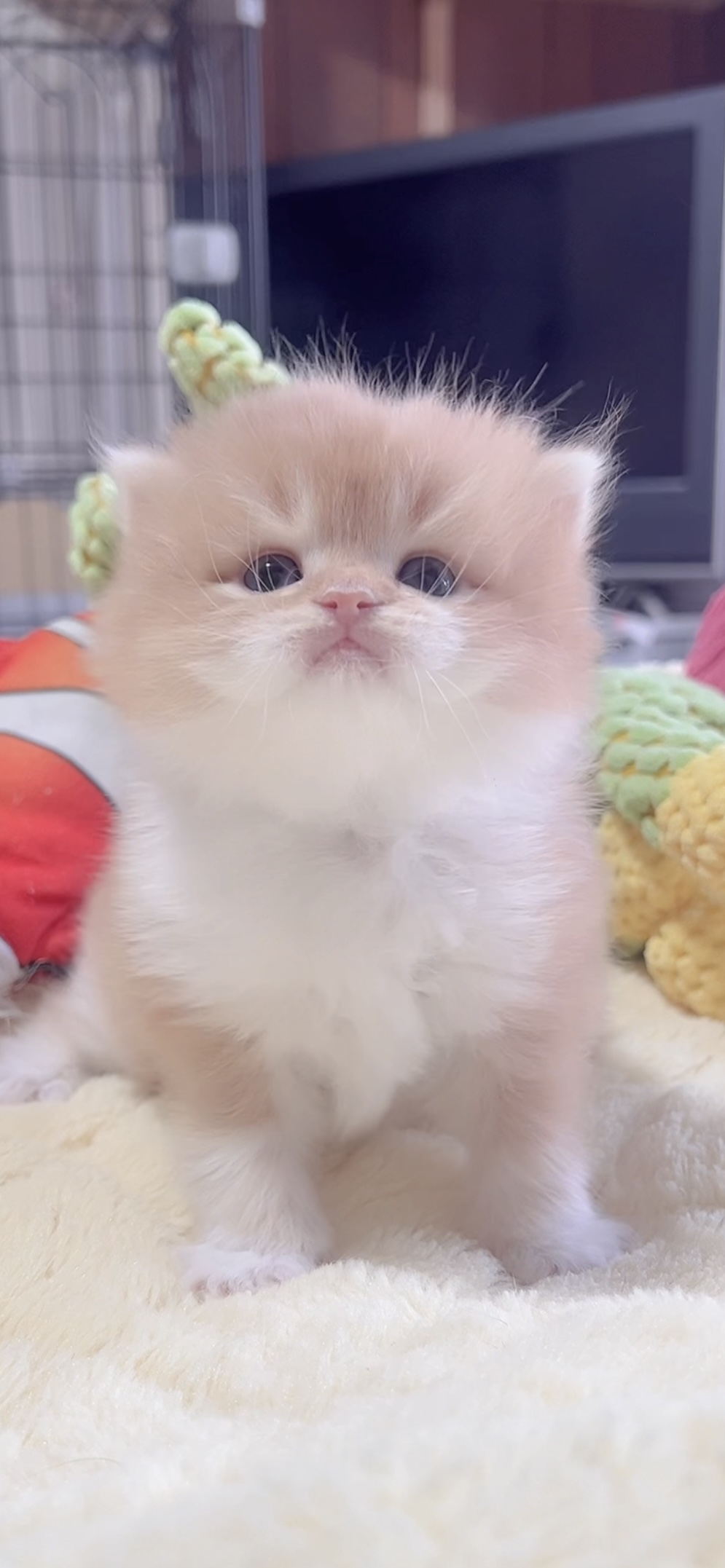 スコティッシュフォールド(立ち耳)の子猫 販売中 - 画像 (2)