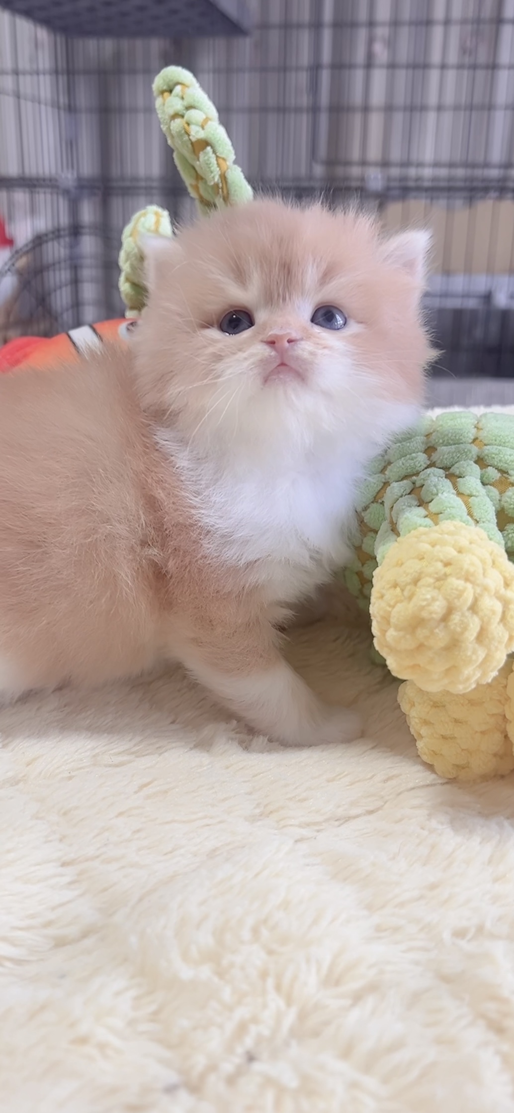 スコティッシュフォールド(立ち耳)の子猫 販売中 - 画像 (4)