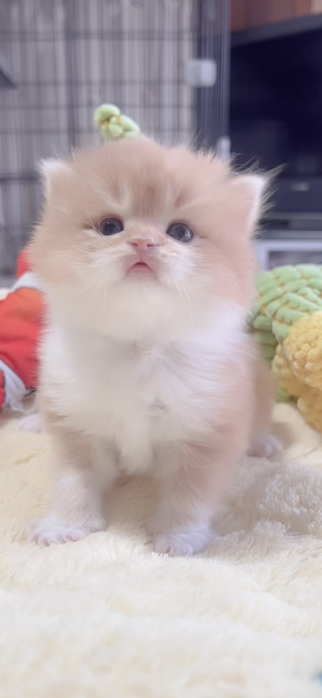 スコティッシュフォールド(立ち耳)の子猫 販売中 - 画像 (3)