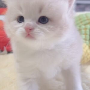 ｽｺﾃｨｯｼｭﾌｫｰﾙﾄﾞ(立ち耳)の子猫 販売中