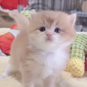 ｽｺﾃｨｯｼｭﾌｫｰﾙﾄﾞ(立ち耳)の子猫 販売中