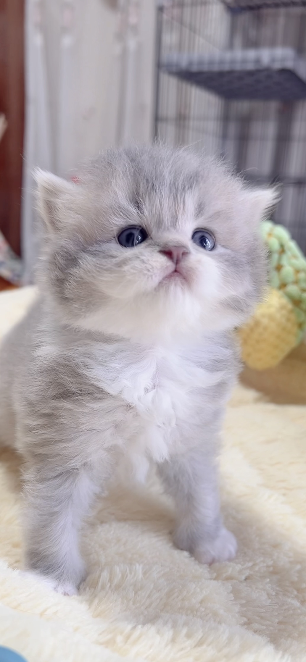 スコティッシュフォールド(立ち耳)の子猫 販売中 - 画像 (3)