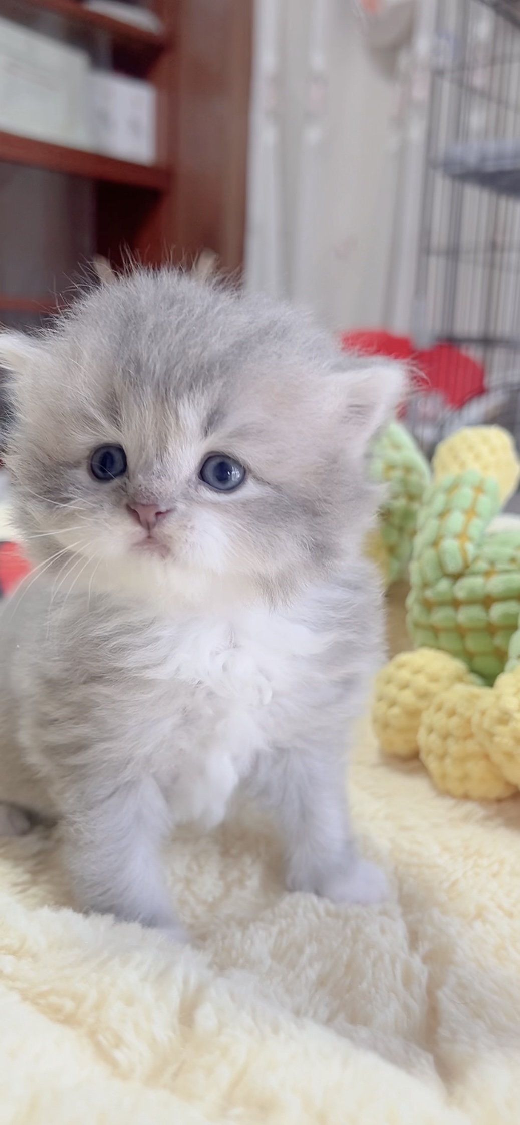 スコティッシュフォールド(立ち耳)の子猫 販売中 - 画像 (4)