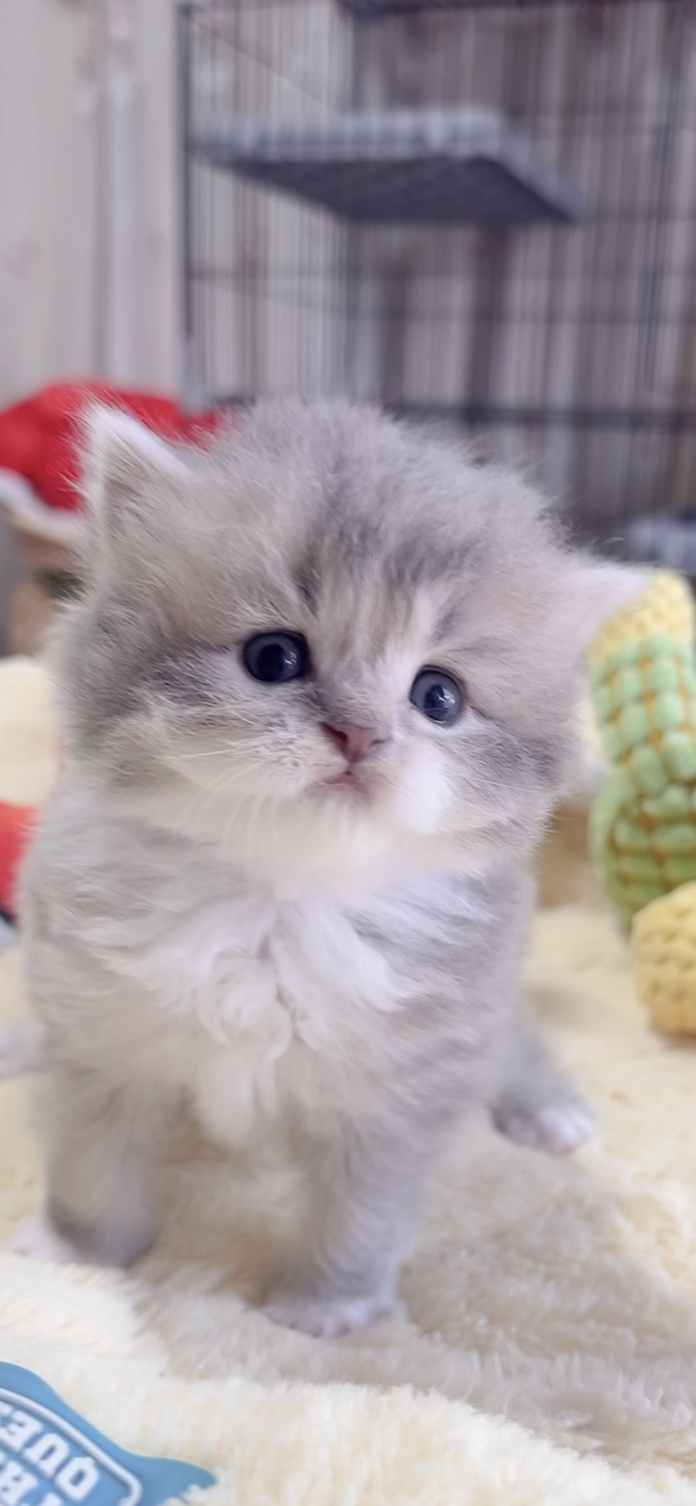 スコティッシュフォールド(立ち耳)の子猫 販売中 - 画像 (5)