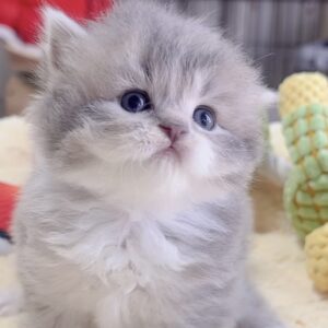 ｽｺﾃｨｯｼｭﾌｫｰﾙﾄﾞ(立ち耳)の子猫 販売中