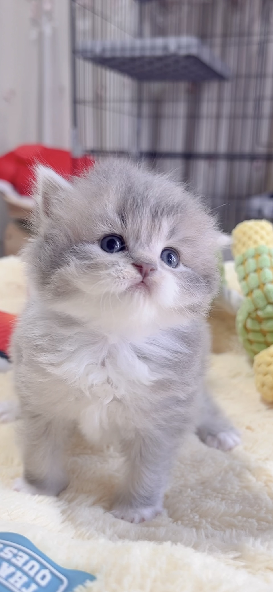 スコティッシュフォールド(立ち耳)の子猫 販売中