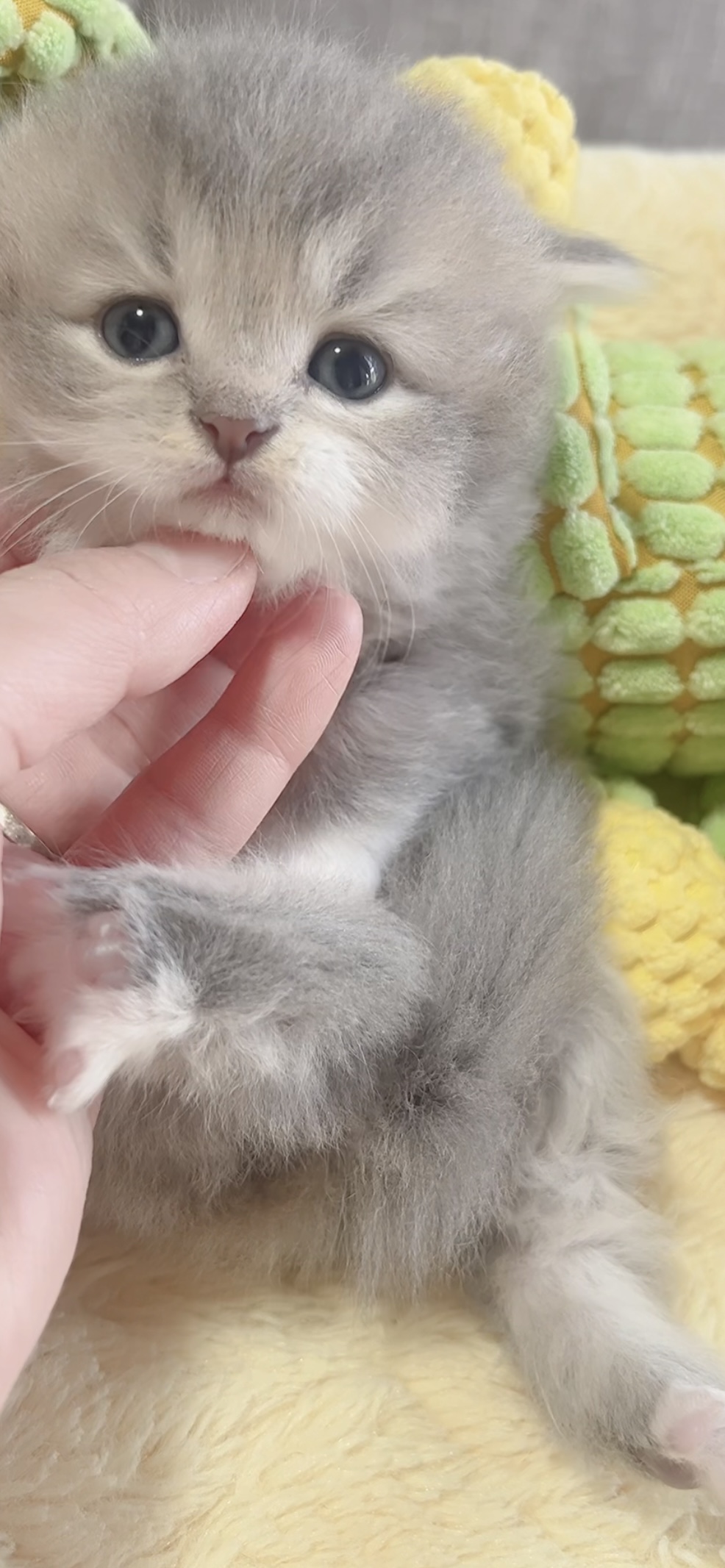 スコティッシュフォールド(立ち耳)の子猫 販売中 - 画像 (7)