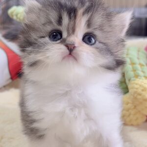 ｽｺﾃｨｯｼｭﾌｫｰﾙﾄﾞ(立ち耳)の子猫 販売中