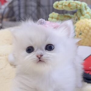 ミヌエット(短足)の子猫 販売中