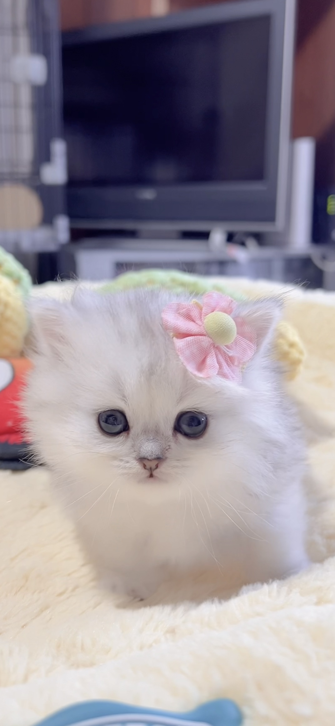 ミヌエット(短足)の子猫 販売中 - 画像 (11)