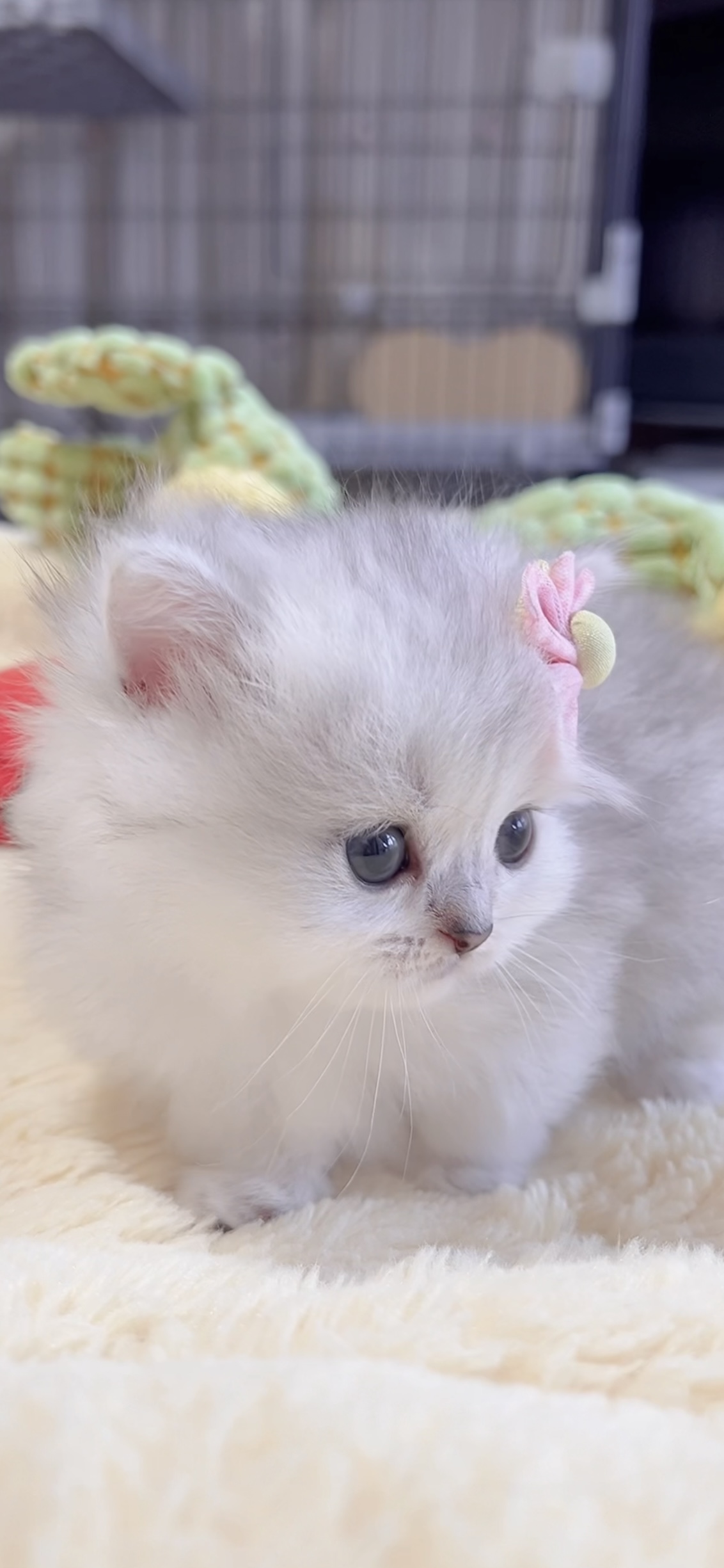 ミヌエット(短足)の子猫 販売中 - 画像 (10)