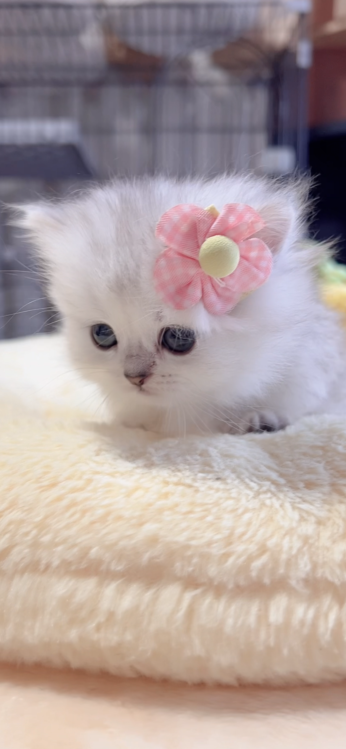 ミヌエット(短足)の子猫 販売中 - 画像 (9)