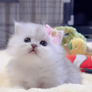 ミヌエット(短足)の子猫 販売中