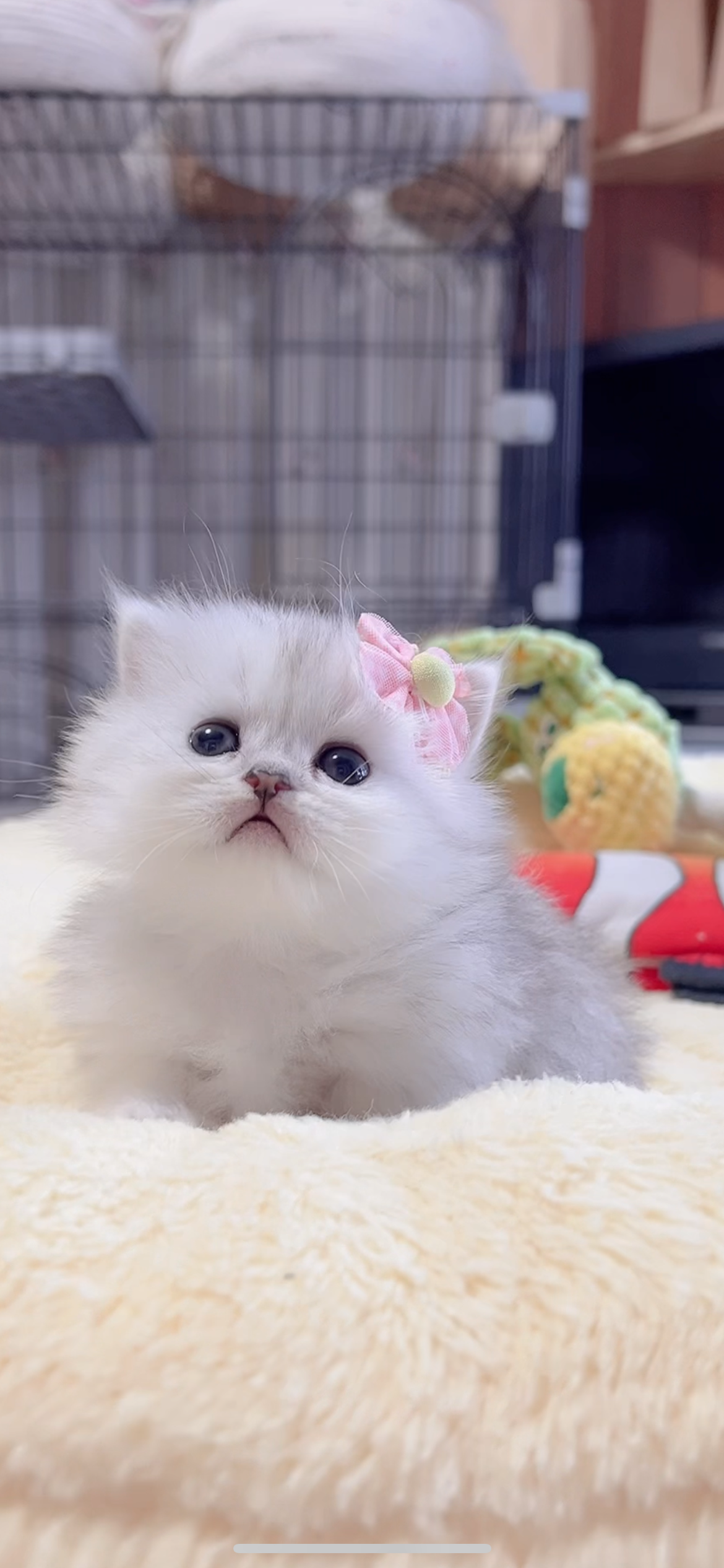 ミヌエット(短足)の子猫 販売中