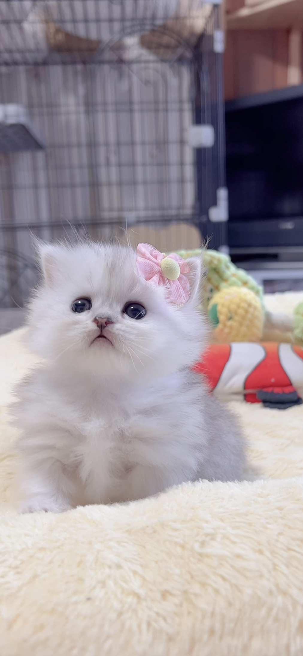 ミヌエット(短足)の子猫 販売中 - 画像 (7)